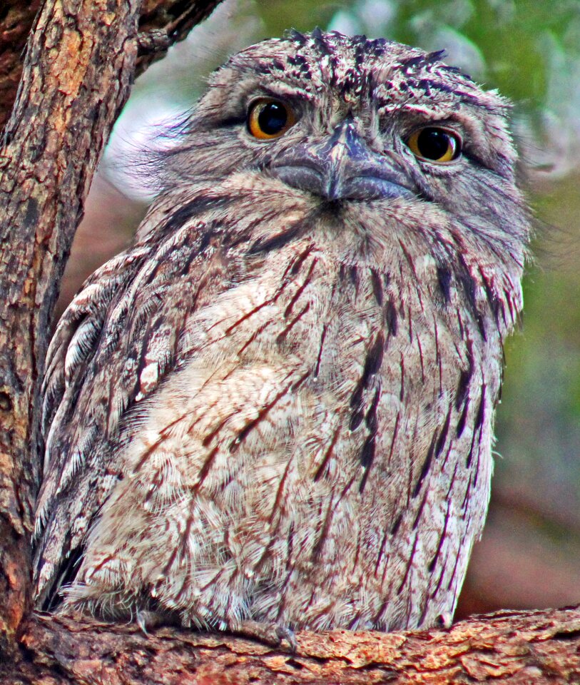 Nature australia tawny
