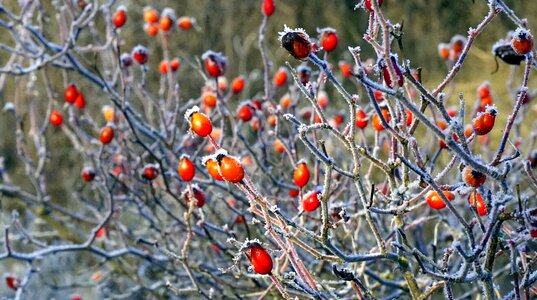 Wild red fruit mature photo