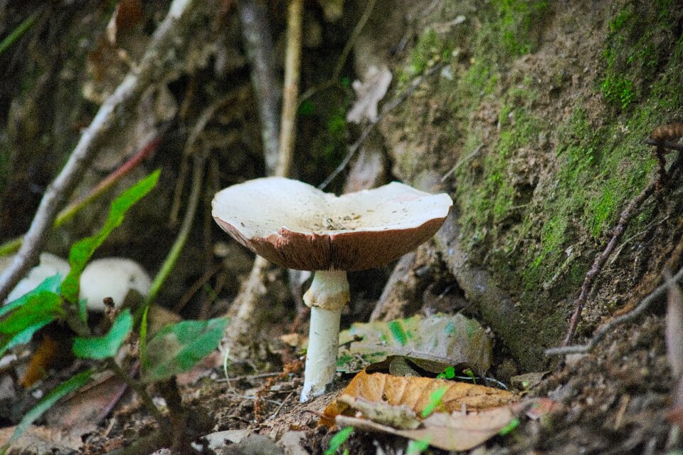 Mushrooms nature fall