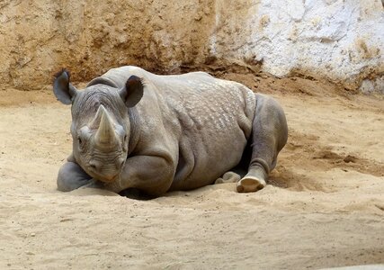 Saxony-anhalt rhino threatened photo