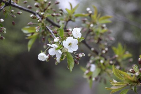 Plant nature garden