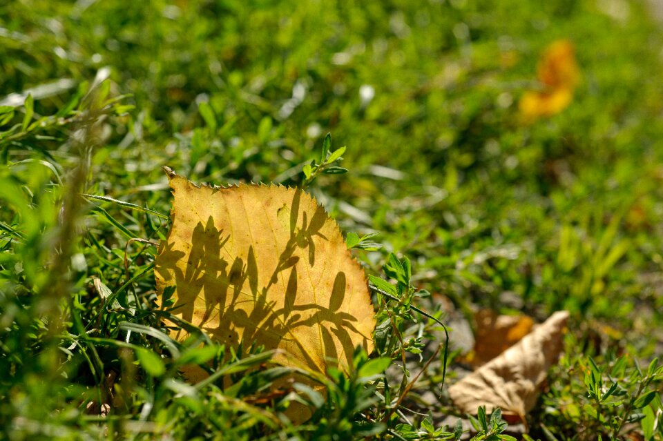Shadow loneliness autumn leaf