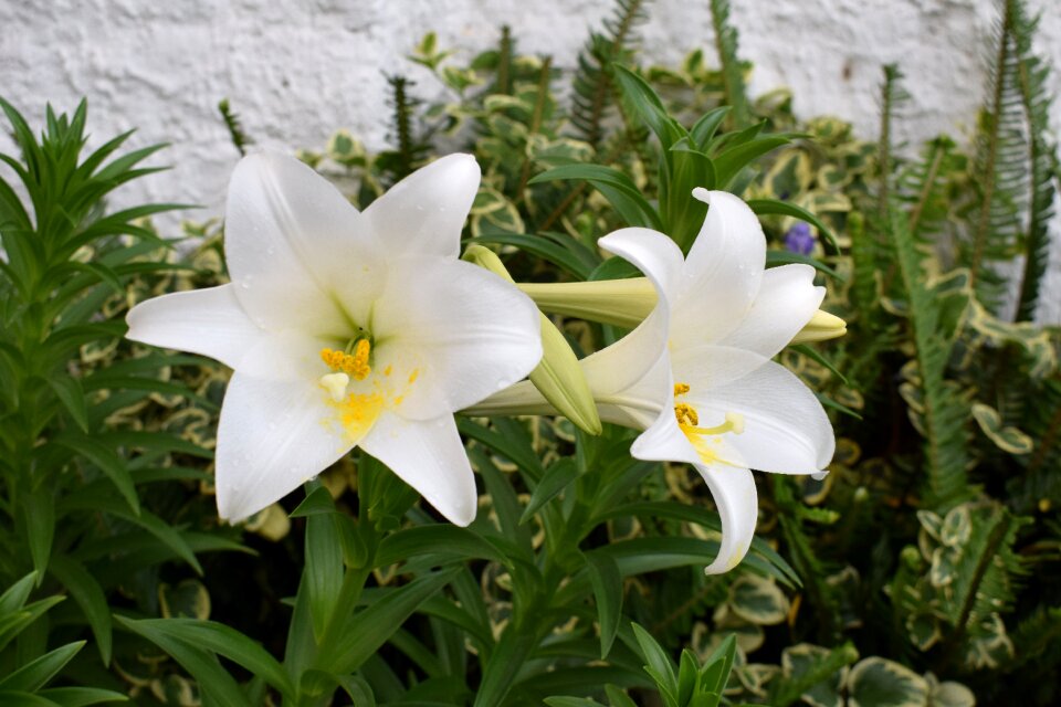 Flowers plants white flower