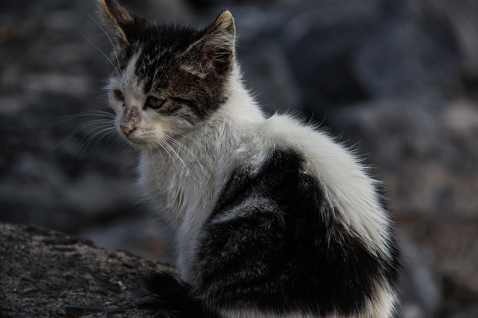 Stray cat black and white animal