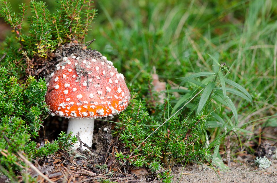 Autumn edible mushrooms beautiful mushroom