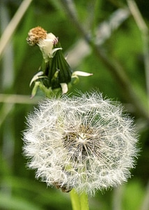 Plant close up nature photo