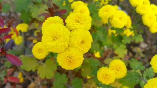 Small chrysanthemum flower autumn chrysanthemum flowers yellow chrysanthemum flower photo