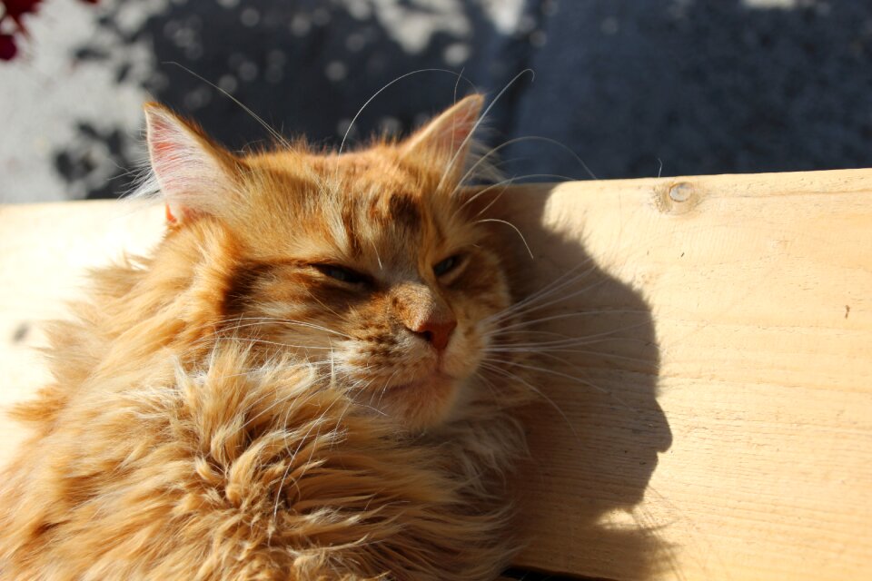 Mackerel shadow play cat face