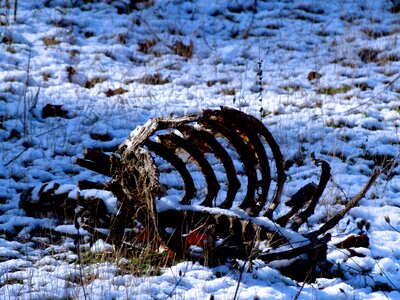 Deer snow