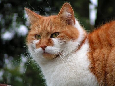 Watch pet cat is
