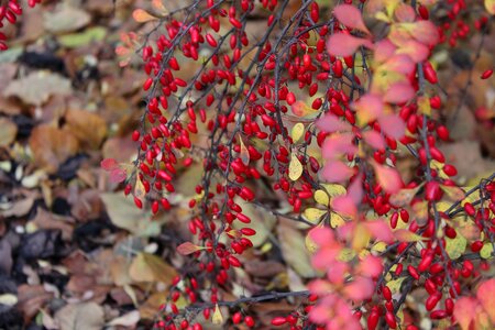 Ornamental shrub red fruits red barberry photo