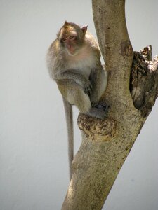 Nature rhesus thailand