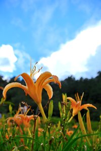 Flower plant orange