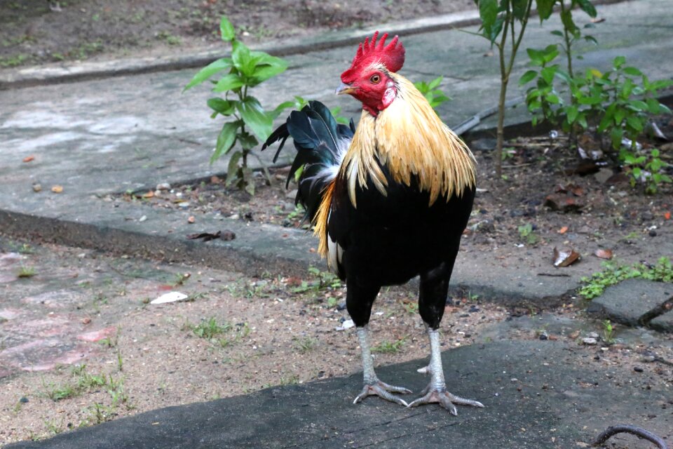 Travel gray chicken