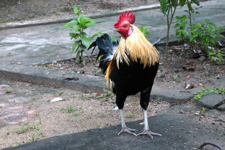 Travel gray chicken