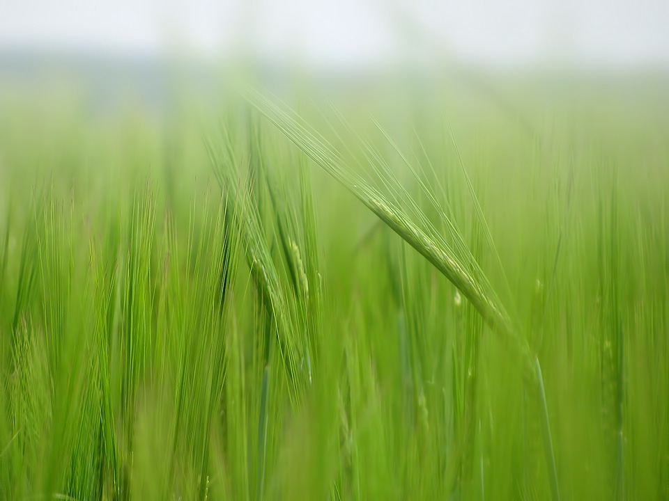Cereals agriculture plant