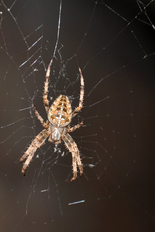 Spider legs arachnid