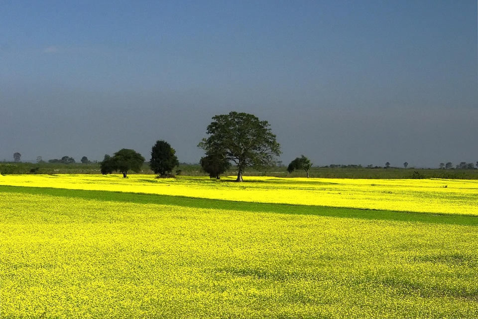 Yellow blue landscape