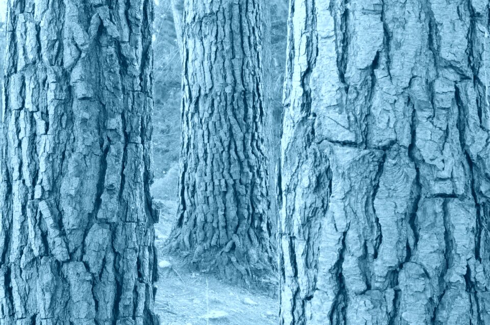 Nature wood bark
