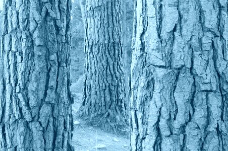Nature wood bark