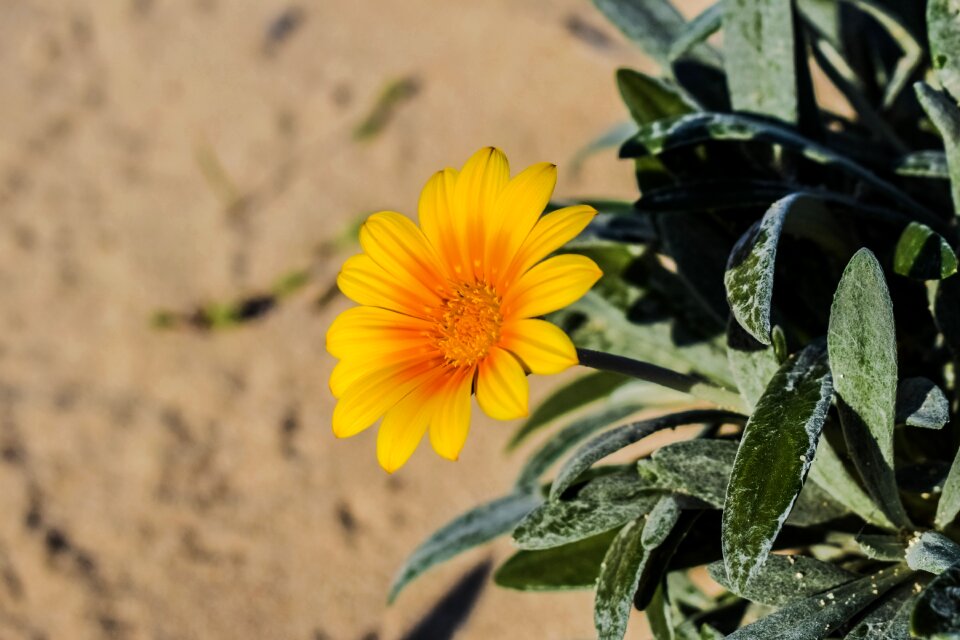 Ammophilous nature flora