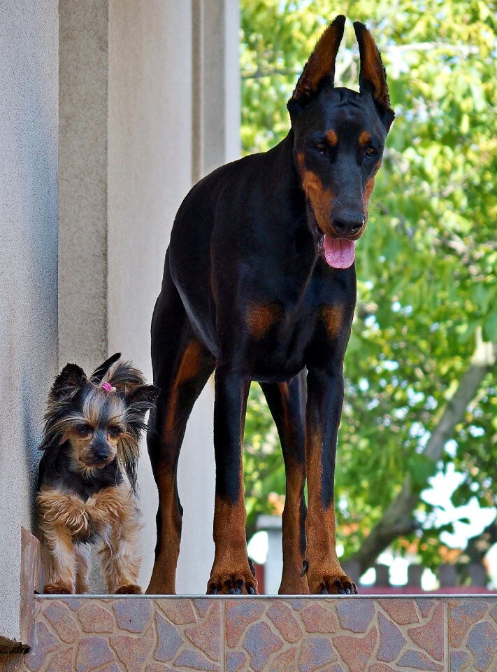 Dogs love friendship