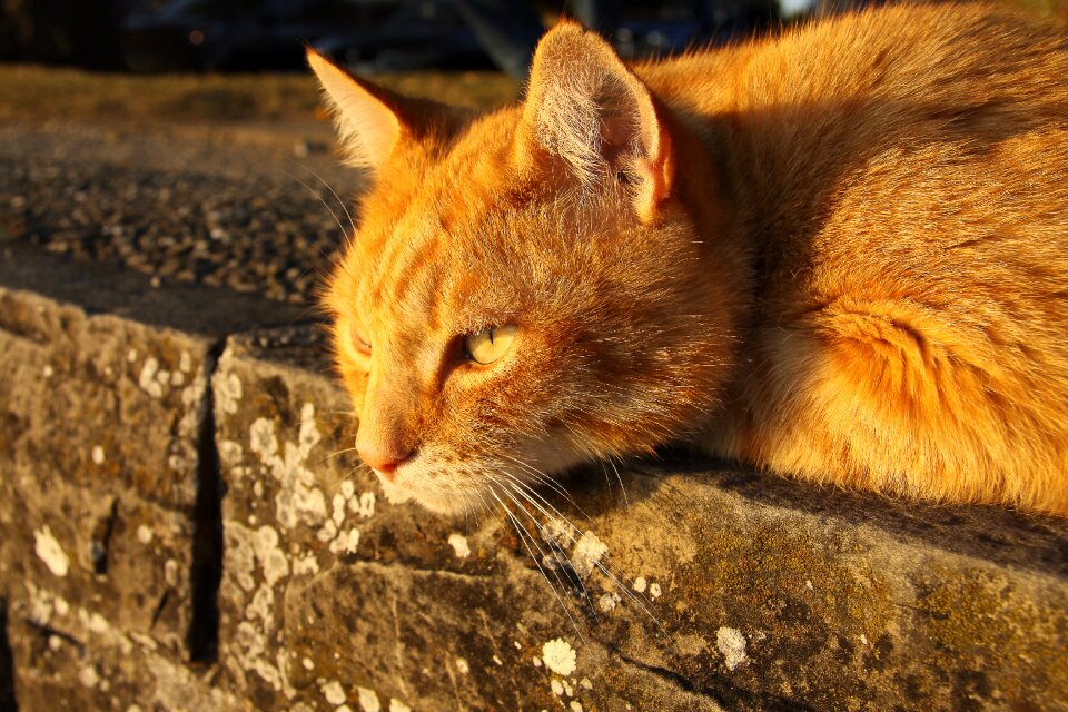 Red cat cute lying