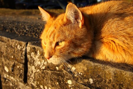 Red cat cute lying photo