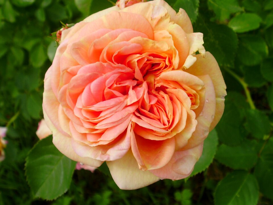 English rose beautiful