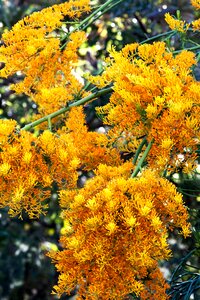 Australia bloom blossom