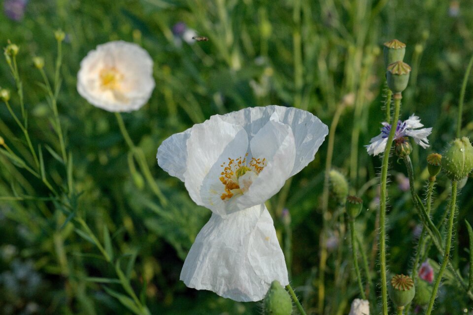 Closeup white poppy white flowers