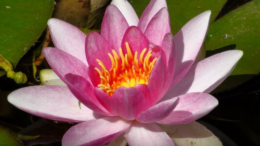 Open summer nuphar lutea