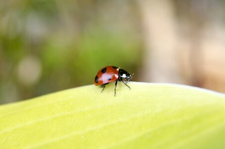 Nature macro makro