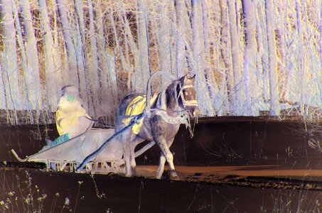 Wintry horse snowy