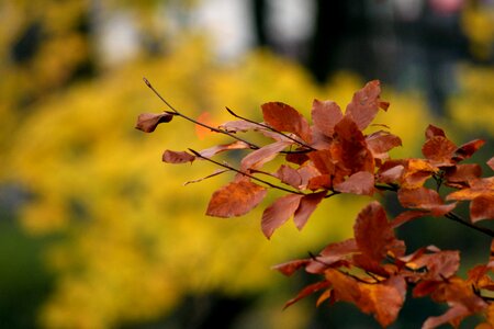 Nature autumn gold foliage photo