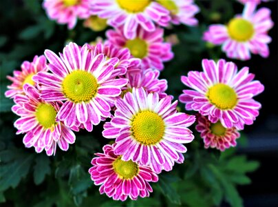 Plant garden summer flowers