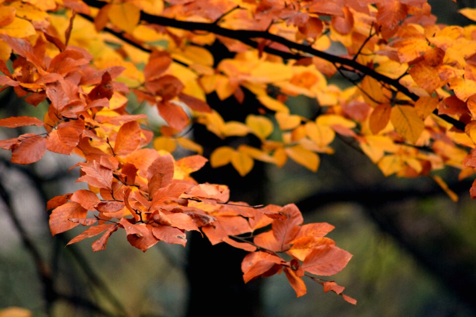 Nature autumn gold foliage