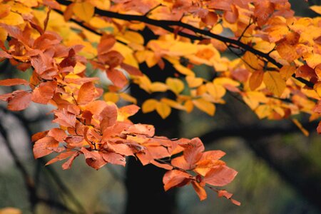 Nature autumn gold foliage photo