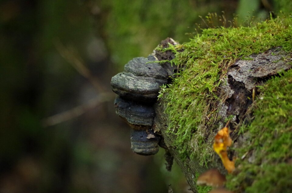 Moss autumn mood nature