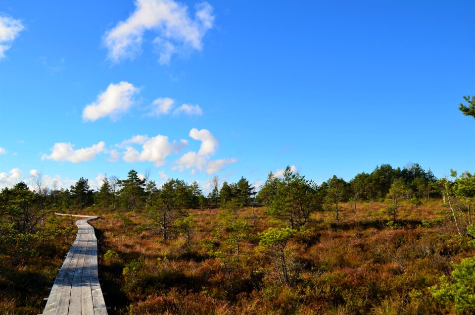 Estonia forest landscape