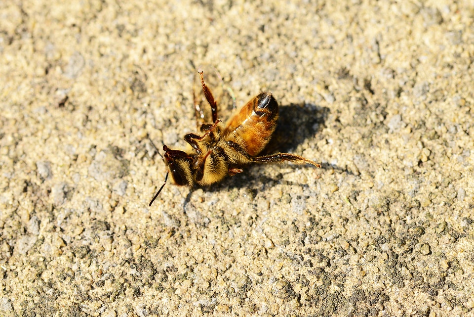 Bee buckfast close-up