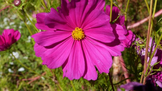Cosmos pink summer garden flowering photo