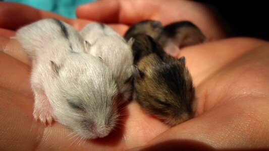 White gray white hamster