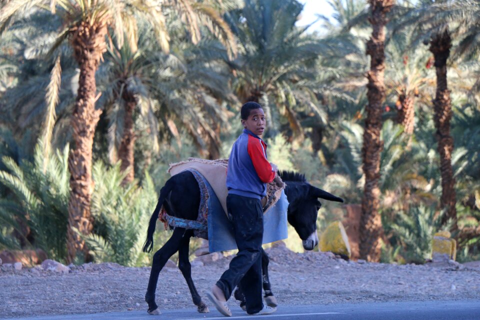 Donkey animal palm trees