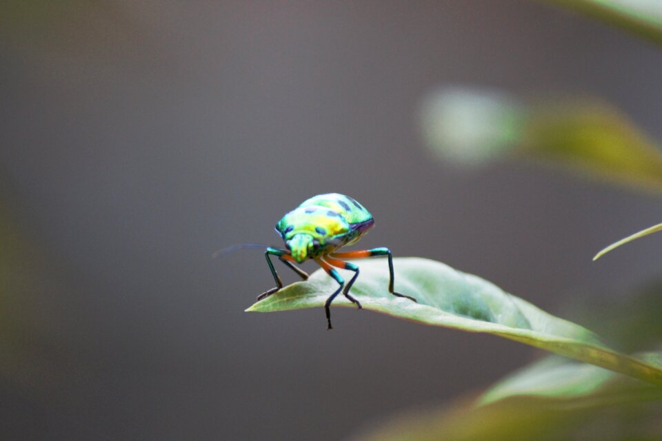 Golden bug insect