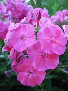 Flowers pink flower photo