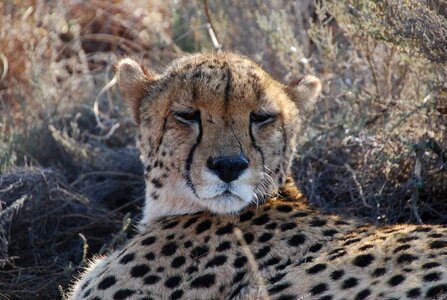 South africa wildlife