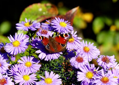 Bloom nature autumn photo