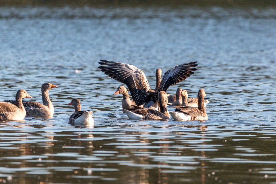 Lake water water bird photo