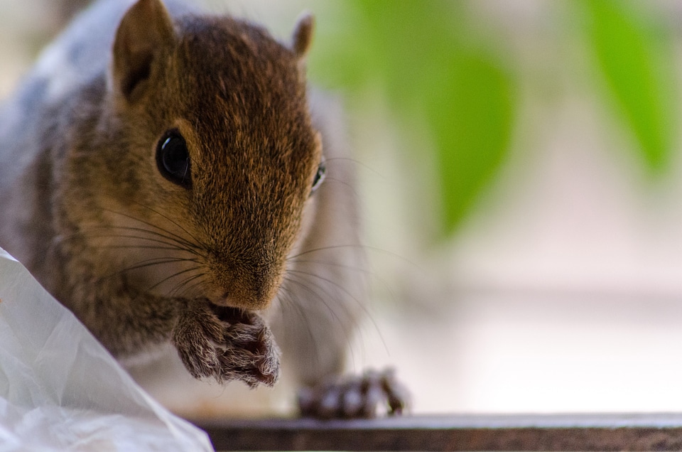 Mammal wildlife rodent